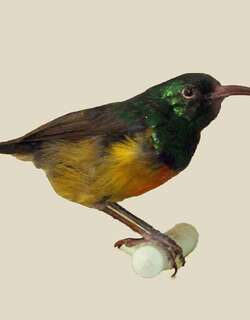 拉氏花蜜鸟 / Loveridge’s Sunbird / Cinnyris loveridgei