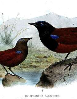 褐翅啸鸫 / Brown-winged Whistling Thrush / Myophonus castaneus