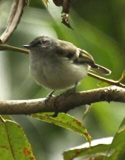 白尾姬霸鹟 / White-tailed Tyrannulet / Mecocerculus poecilocercus