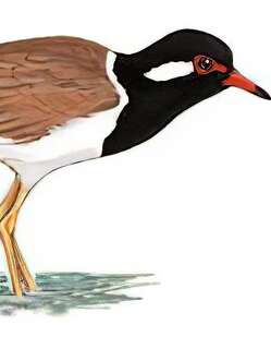 肉垂麦鸡 / Red-wattled Lapwing / Vanellus indicus