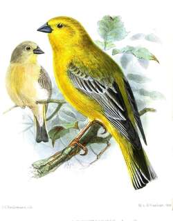 大黄雀鹀 / Greater Yellow Finch / Sicalis auriventris