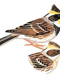 黄喉鹀 / Yellow-throated Bunting / Emberiza elegans