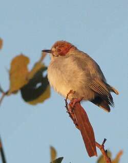 红顶森莺 / Red-capped Crombec / Sylvietta ruficapilla