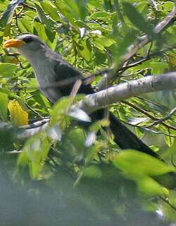 绿黄嘴鹃 / Green Malkoha / Ceuthmochares australis