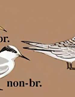 白额燕鸥 / Little Tern / Sternula albifrons