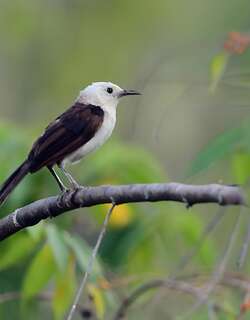白头曲嘴鹪鹩 / White-headed Wren / Campylorhynchus albobrunneus