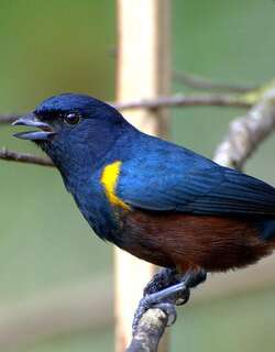 栗腹歌雀 / Chestnut-bellied Euphonia / Euphonia pectoralis
