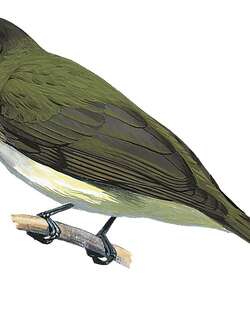 尼科巴短脚鹎 / Nicobar Bulbul / Ixos nicobariensis