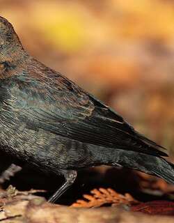 锈色黑鹂 / Rusty Blackbird / Euphagus carolinus