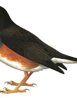 泰塔鸫 / Taita Thrush / Turdus helleri