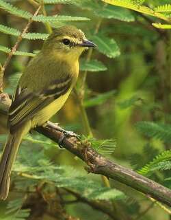 黄小霸鹟 / Yellow Tyrannulet / Capsiempis flaveola