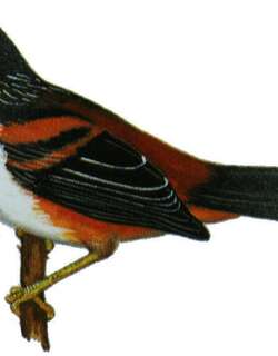 栗背奇鹛 / Rufous-backed Sibia / Leioptila annectens