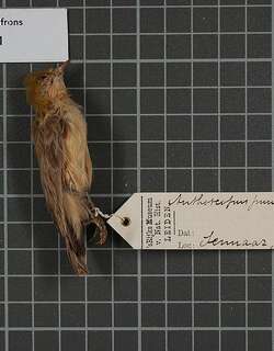 斑额攀雀 / Sennar Penduline Tit / Anthoscopus punctifrons