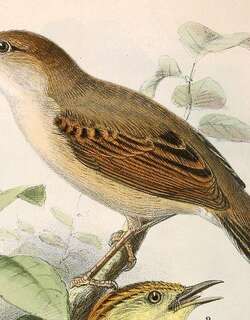 歌扇尾莺 / Singing Cisticola / Cisticola cantans