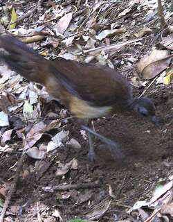 艾氏琴鸟 / Albert’s Lyrebird / Menura alberti