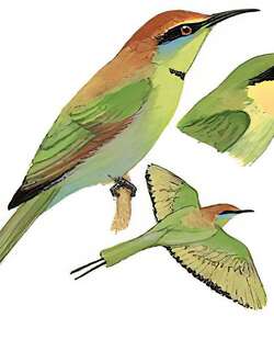 绿喉蜂虎 / Green Bee-eater / Merops orientalis