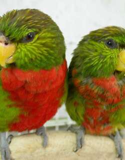 马氏鹦鹉 / Yellow-billed Lorikeet / Neopsittacus musschenbroekii