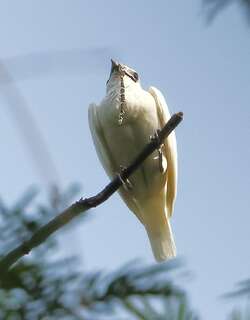 白钟伞鸟 / White Bellbird / Procnias albus