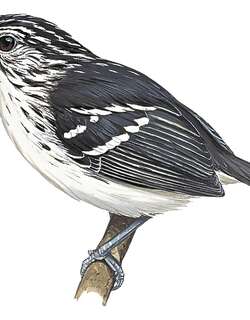 橙腹蚁鹩 / Orange-bellied Antwren / Terenura sicki
