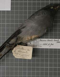 巽他鹃鵙 / Sunda Cuckooshrike / Coracina larvata