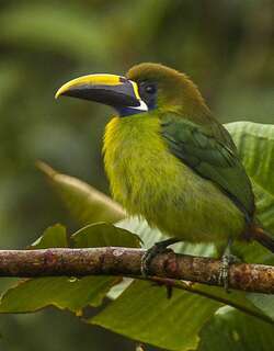 蓝喉巨嘴鸟 / Blue-throated Toucanet / Aulacorhynchus caeruleogularis
