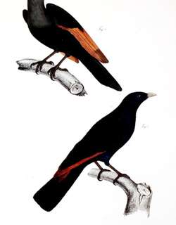 白嘴栗翅椋鸟 / White-billed Starling / Onychognathus albirostris