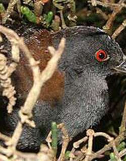 黑田鸡 / Black Rail / Laterallus jamaicensis