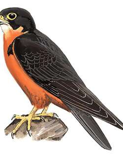 猛隼 / Oriental Hobby / Falco severus