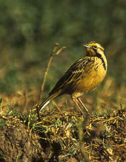 黄颈长爪鹡鸰 / Abyssinian Longclaw / Macronyx flavicollis