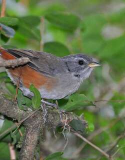 灰喉歌鹀 / Grey-throated Warbling Finch / Microspingus cabanisi