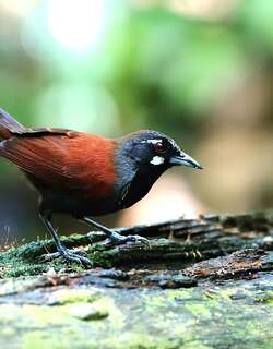 黑喉穗鹛 / Black-throated Babbler / Stachyris nigricollis