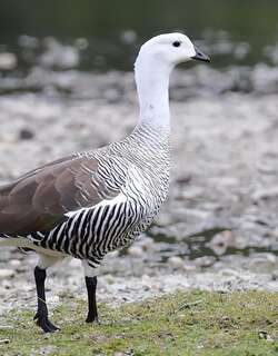 斑胁草雁 / Upland Goose / Chloephaga picta