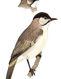 台湾鹎 / Styan’s Bulbul / Pycnonotus taivanus