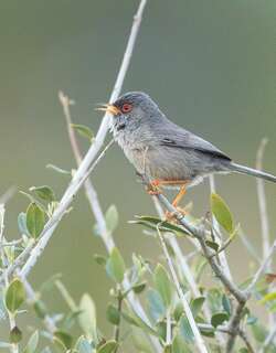巴岛林莺 / Balearic Warbler / Curruca balearica