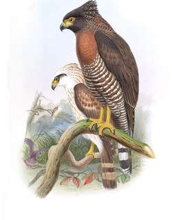 苏拉蛇雕 / Sulawesi Serpent Eagle / Spilornis rufipectus