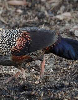 灰原鸡 / Grey Junglefowl / Gallus sonneratii