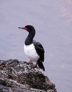 岩鸬鹚 / Rock Shag / Phalacrocorax magellanicus