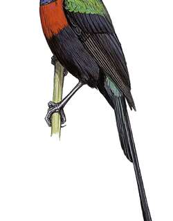 黑腹花蜜鸟 / Congo Sunbird / Cinnyris congensis