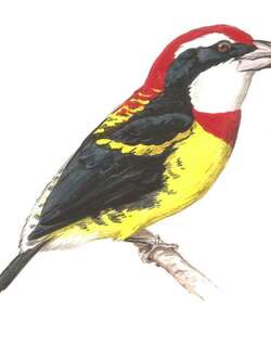 红领须䴕 / Scarlet-banded Barbet / Capito wallacei
