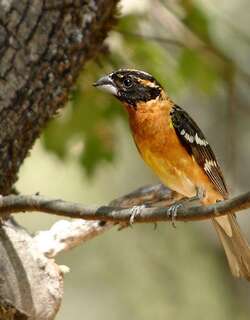 黑头白斑翅雀 / Black-headed Grosbeak / Pheucticus melanocephalus