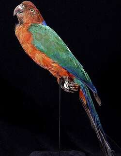 绯胸辉鹦鹉 / Crimson Shining Parrot / Prosopeia splendens