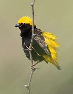 黄顶巧织雀 / Yellow-crowned Bishop / Euplectes afer