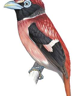 米沙岛阔嘴鸟 / Visayan Broadbill / Sarcophanops samarensis
