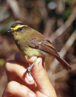 黄腹唧霸鹟 / Yellow-bellied Chat-Tyrant / Silvicultrix diadema