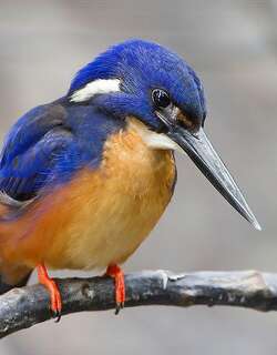 蓝翠鸟 / Azure Kingfisher / Ceyx azureus