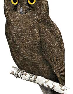 烟色角鸮 / Anjouan Scops Owl / Otus capnodes