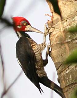 朱冠啄木鸟 / Crimson-crested Woodpecker / Campephilus melanoleucos