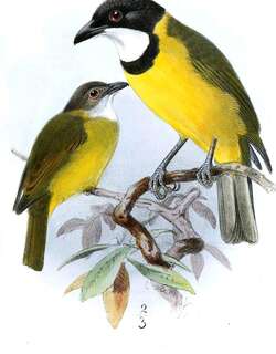 美岛啸鹟 / Melanesian Whistler / Pachycephala chlorura