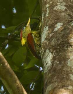 红翅绿啄木鸟 / Crimson-winged Woodpecker / Picus puniceus