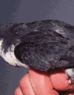 斯氏海雀 / Scripps’s Murrelet / Synthliboramphus scrippsi